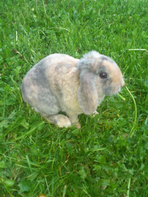 Hasen, Kaninchen Kleinanzeigen