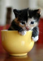 Image result for Teacup Animals