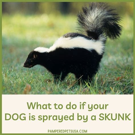 Natural Ways to Remove Skunk Smell from Dogs - Pampered Pets USA