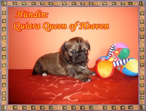 SHIH TZU WELPE RÜDE er ist entwurmt und für in Lippstadt | Tiere ...