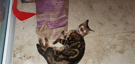 THE BOHEMIAN (San Salvador, Bahamas) - Specialty Inn Reviews & Photos ...