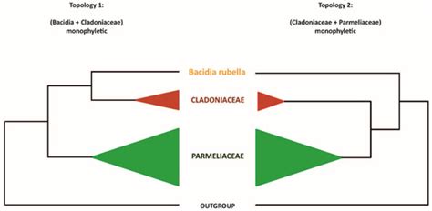 High Diversity of Type I Polyketide Genes in Bacidia rubella as ...