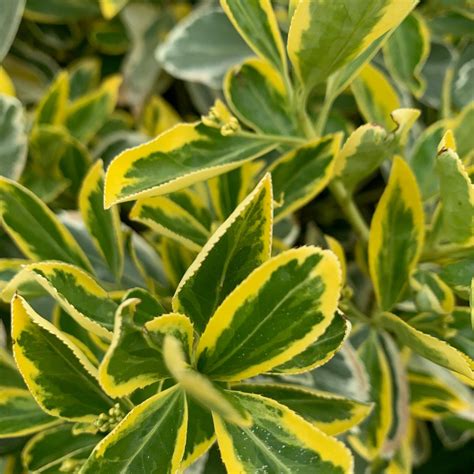 EUONYMUS japonicus aureo-marginatus Golden Euonymus - North Shore Plant ...
