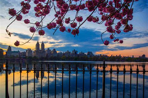 Bringing Fido: Dog-Friendly Guidelines for Central Park Visitors