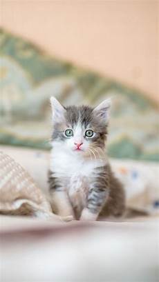 Iphone 6 Wallpaper Kittens by Kitten Wallpaper Background For Phones Apple Iphone 6 Iphone 6 Wallpaper Kittens