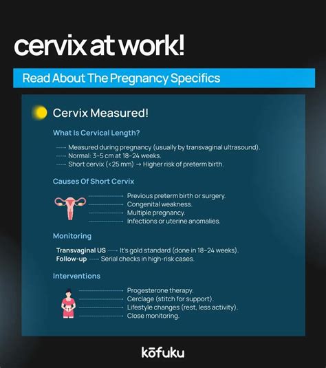 Cervical Length in Pregnancy: What It Is and Why It Matters