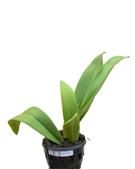 Oncidium Orchid Hybrid Bai Pai Without Flowers