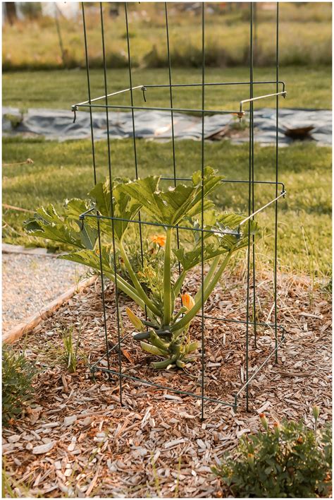 Zucchini Patio Garden at Robert Bence blog