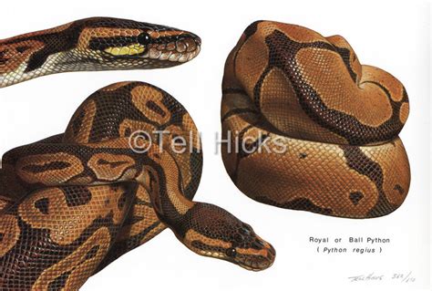 Ball Python Song 的图像结果