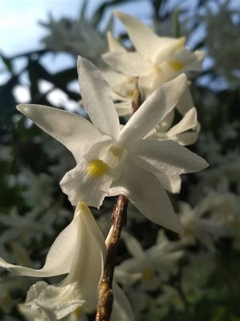 Disadvantages of Growing Rajnigandha Plant at Home