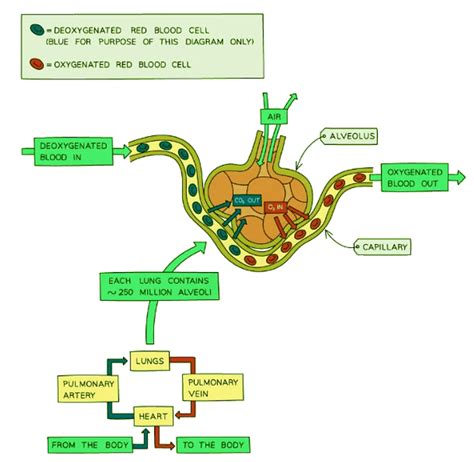 Features of Gas Exchange Surfaces - Biology for GCSE/IGCSE - Class 10 PDF