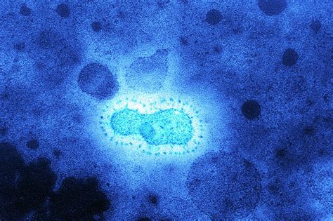A Coronavirus Epidemic Hit 20,000 Years Ago, New Study Finds - The New York Times