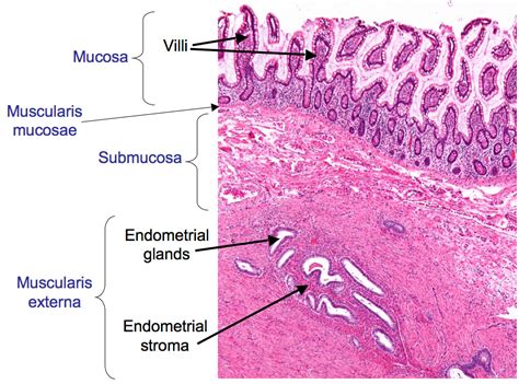 Image result for Endometrium Functional Layer