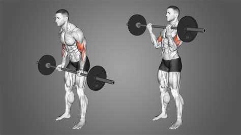 Barbell Cheat Curls: Benefits, Muscles Worked, and More - Inspire US
