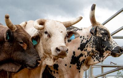 PBR Shop Australia | PBR Australia Merchandise
– PBR Australia Shop