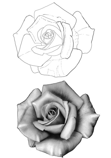 Rose Tattoo Stencil