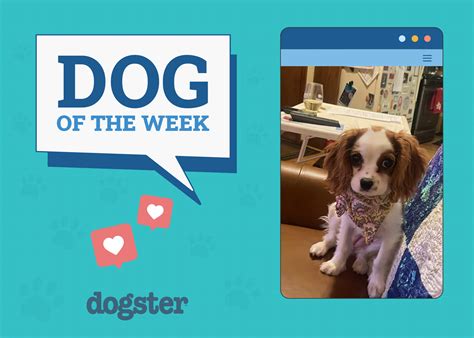 Abound Dog Food Review 2025: Pros, Cons & Recalls – Dogster