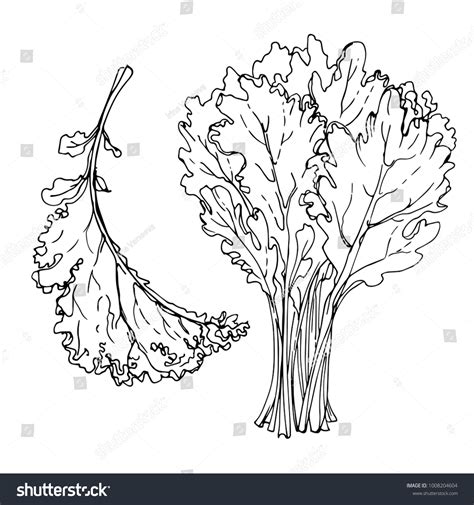 Kale Plant Drawing