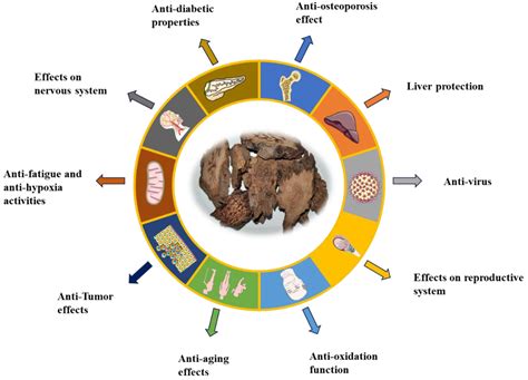 Research Progress in Traditional Applications, Phytochemistry ...