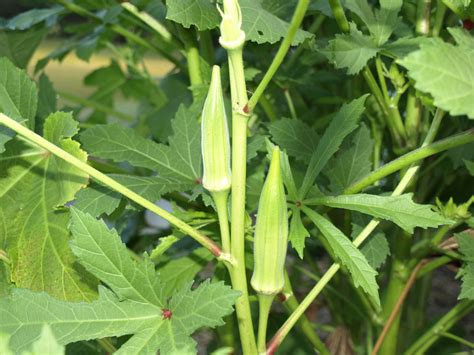 Okra | Home & Garden Information Center