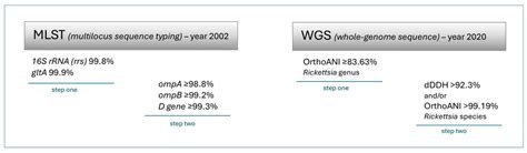 Rickettsia Species: Genetic Variability, Vectors, and Rickettsiosis—A ...
