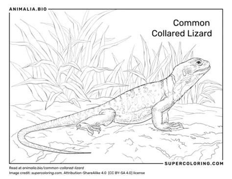 Image result for Common Collared Lizard How to Draw