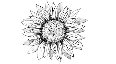 Sunflower Outline Drawing at PaintingValley.com | Explore collection of ...