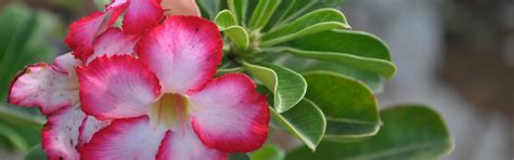 Sri SivaParvathi Nursery