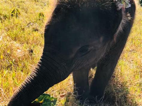 ELEPHANT CARER HOME - All You Need to Know BEFORE You Go 2026 (with ...