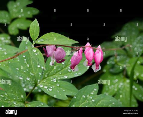 Four pink bleeding hearts in bloom right after a refreshing tranquil morning spring rain Stock ...