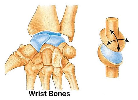 The Joints - Science Olympiad for Class 5 PDF Download