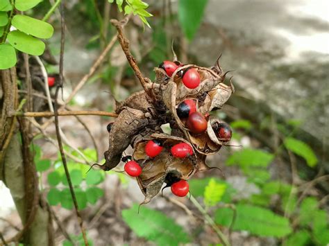 Boy, 5, dies eating plant seeds with poison 30 times more toxic than ricin | The Independent