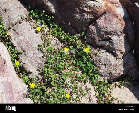 Creeping Woodsorrel (Oxalis corniculata Stock Photo - Alamy