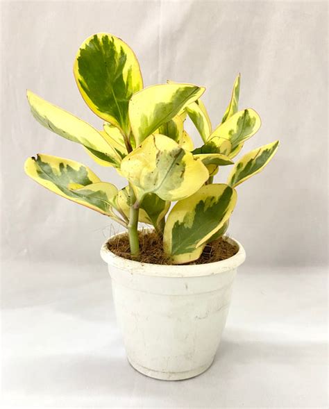 Peperomia/ Radiator Plant – Dream Green