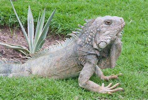 Iguana Attack 的图像结果