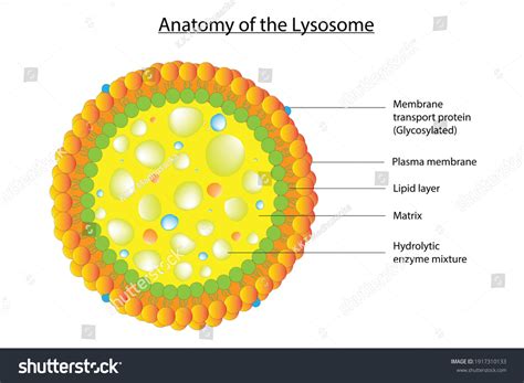 Lysosome Diagram Labeled