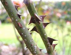 Image result for thorn
