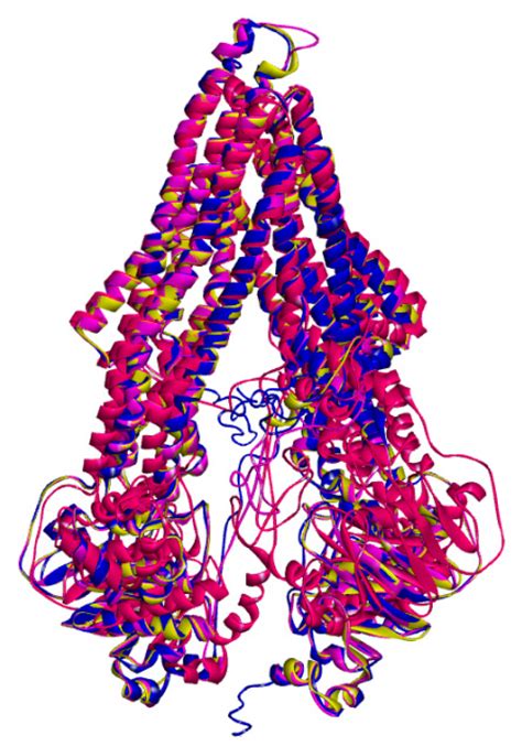 Homology Modeling of the Human P-glycoprotein (ABCB1) and Insights into ...
