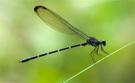 多啦A梦竹蜻蜓飞行的奥秘，人类何时能实现自由飞行！？
