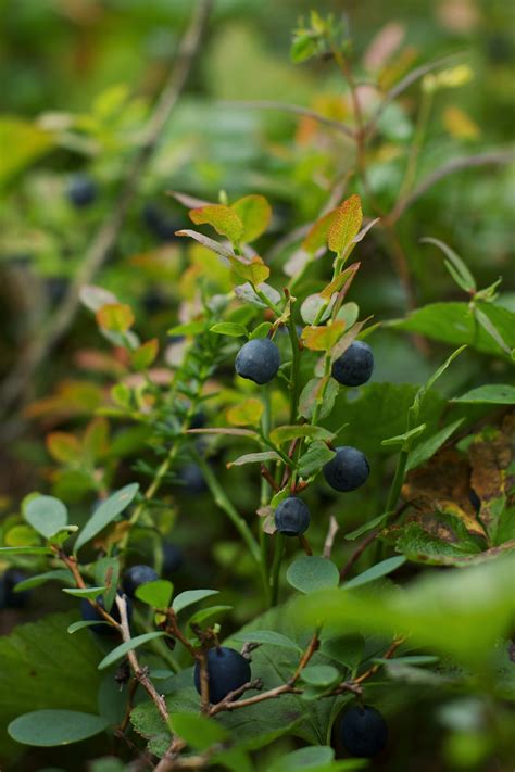 Blueberries vs. Wild Blueberries - What's the Difference? | This vs. That