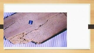 Classification of Defects in Timber 的图像结果