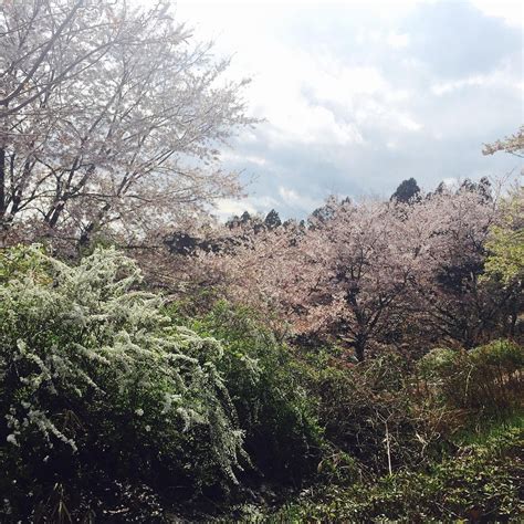 CHIEKO NO MORI PARK (2026) All You Need to Know BEFORE You Go (with ...