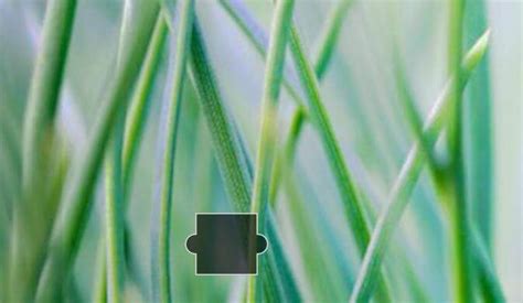 Recognizer Python 的图像结果