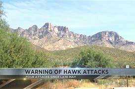 Image result for Hawk attacks in Arizona