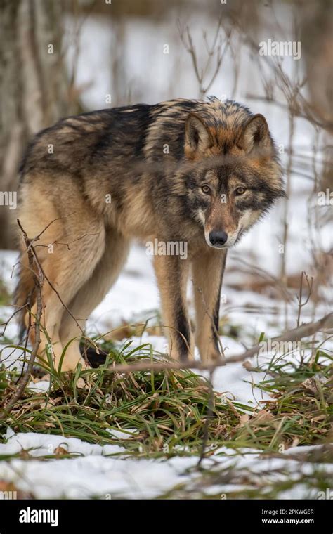 Wolves in Nature 的图像结果