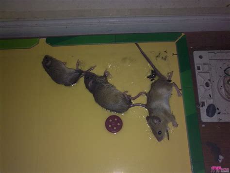 房子里有老鼠，怎么破 | Myfavor.ca