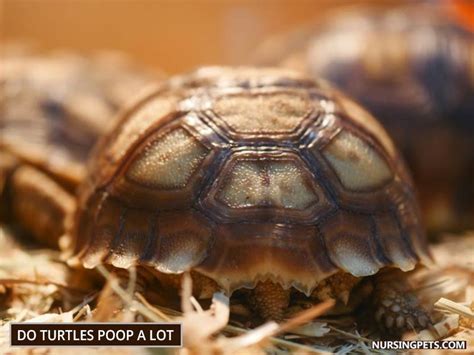 Image result for Gopher Turtle Poop