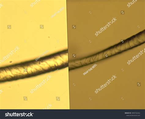 Image result for Wool Under a Microscope