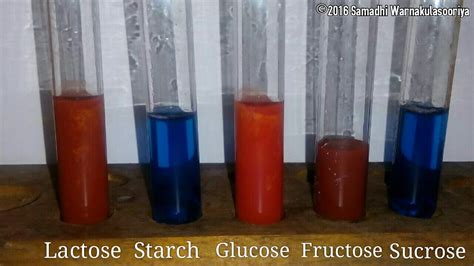 Image result for Benedict Test