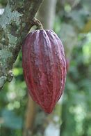 Image result for Cocoa Bean Plant